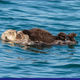 Illustration for article titled You Otter Know, Its Sea Otter Awareness Week!